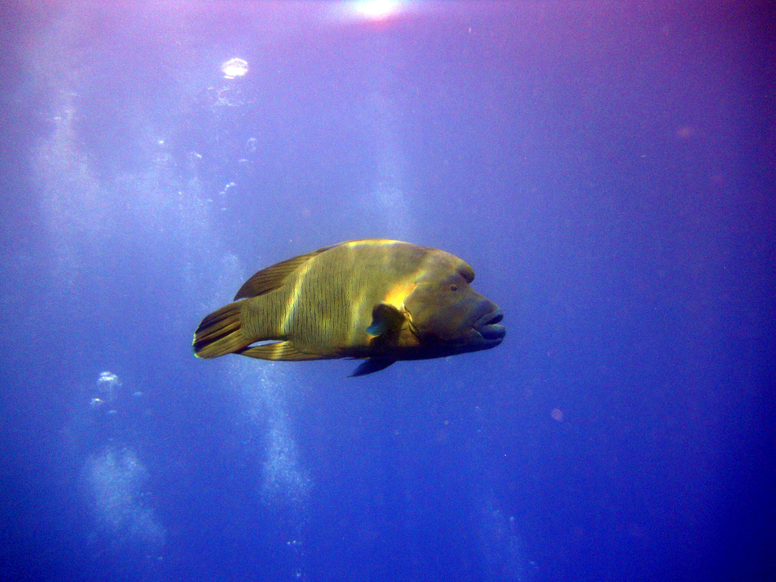 Snorkeling fish and marine life in Hurghada (138)