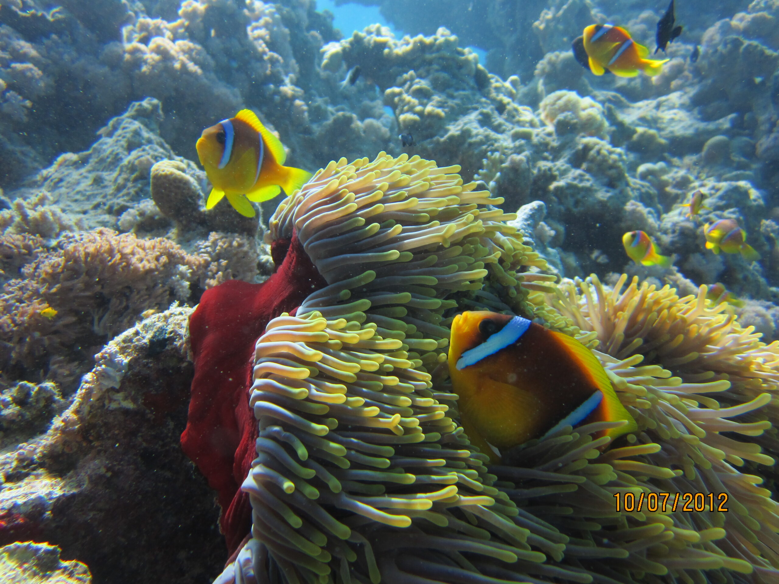 Snorkeling fish and marine life in Hurghada (138)