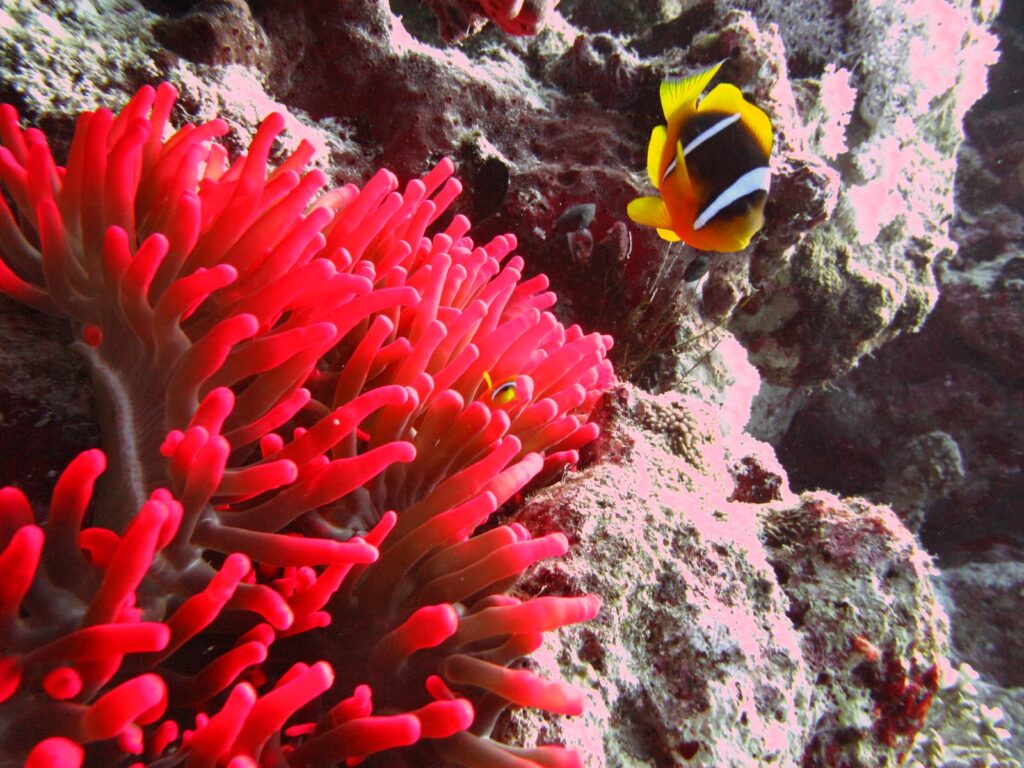 Diving Hurghada Coral Reefs Snorkeling