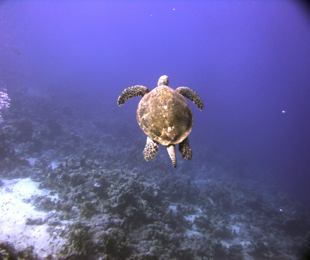 Diving Hurghada Marine Life