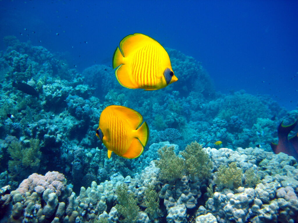 Hurghada PADI Or SSI What To Chosse?