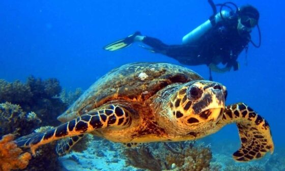 Hurghada diving prices for PADI, SSI, SDI, and CMAS