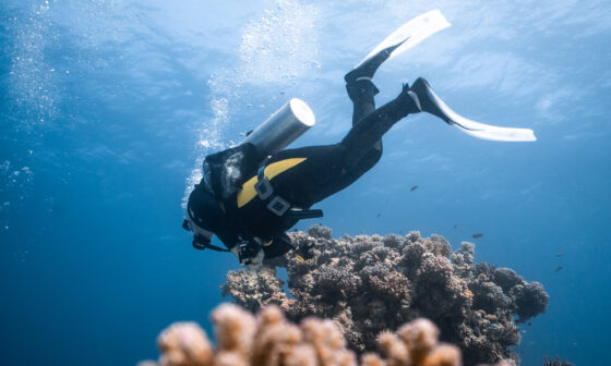 Diving in Summer vs Winter in Hurghada