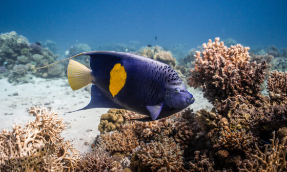 Summer Diving in Hurghada