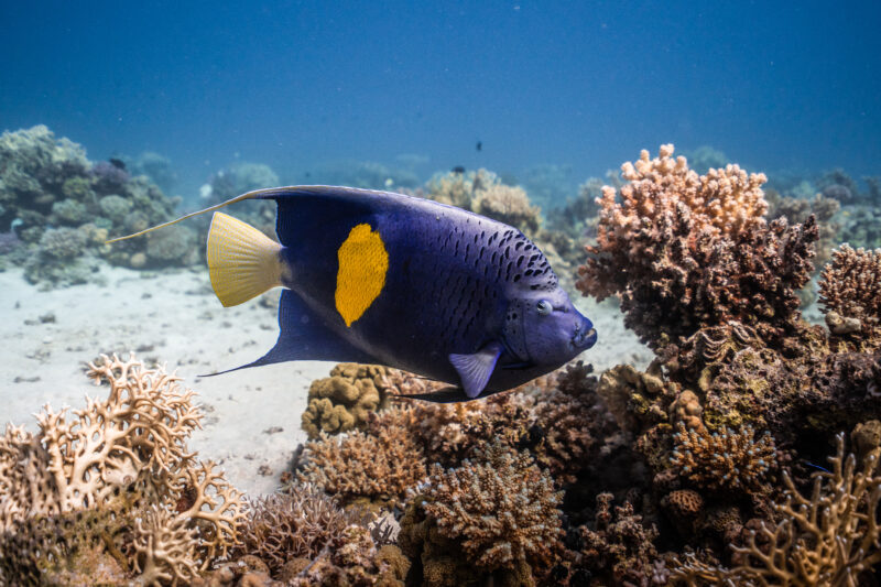 Summer Diving in Hurghada