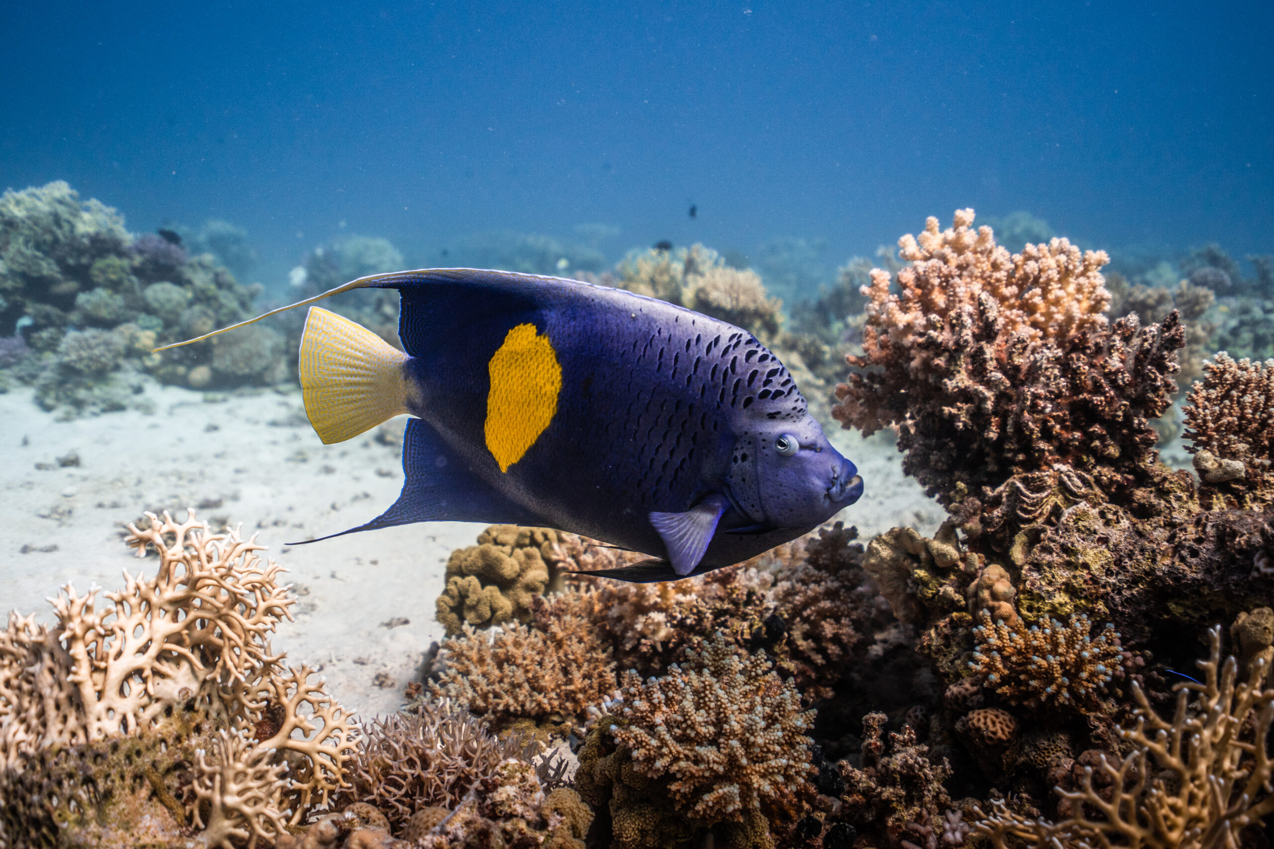 Summer Diving in Hurghada